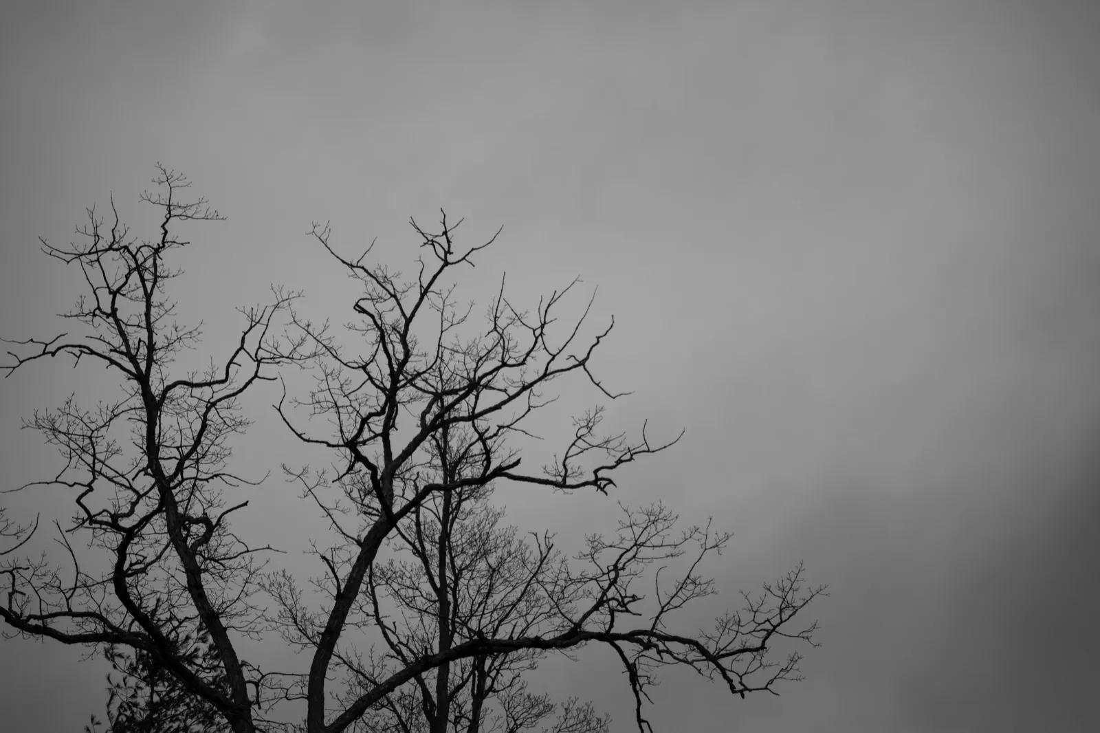 Kahle, fein verzweigte Äste vor einem grauen Himmel.